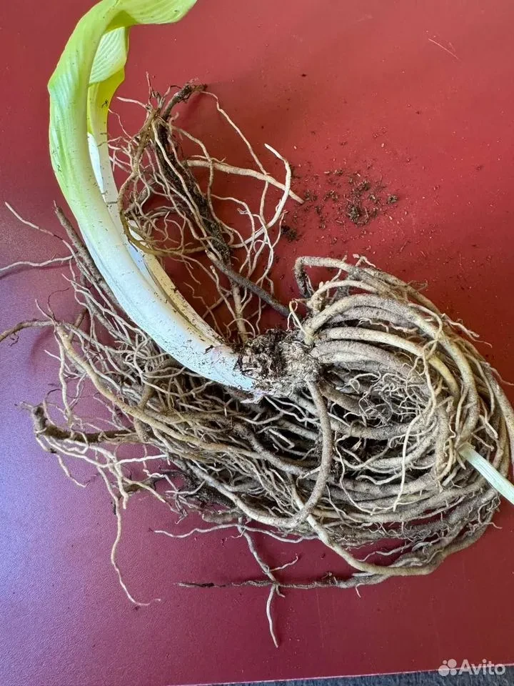Хоста "КОЛОР ФЕСТИВАЛЬ"