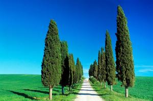 Кипарис Пирамидальный 2-х летка (стакан С2)