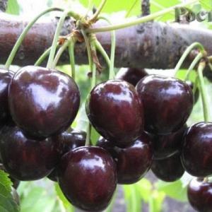 Черешня "ОВСТУЖЕНКА"
