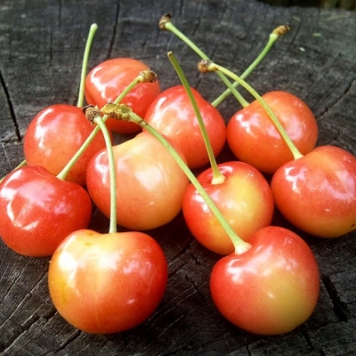 Черешня "ЮЛИЯ"