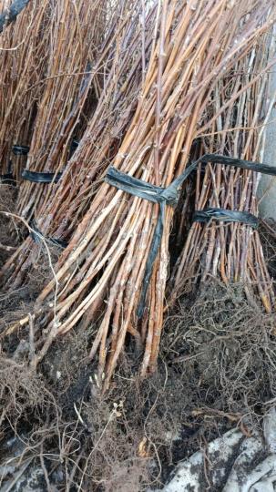 Малина "ЭНДРОСАДИРА"
