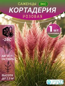 КОРТАДЕРИЯ РОЗОВАЯ