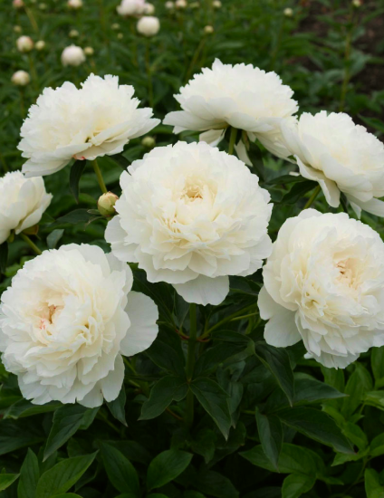 Пион "ДЮШЕС ДЕ НЕМУР"