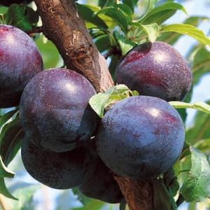 Слива "ЧЕМАЛЬСКАЯ ЧЕРНАЯ"